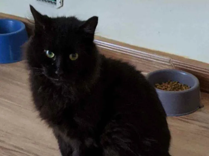 Gato ra a Srd idade 3 anos nome Café
