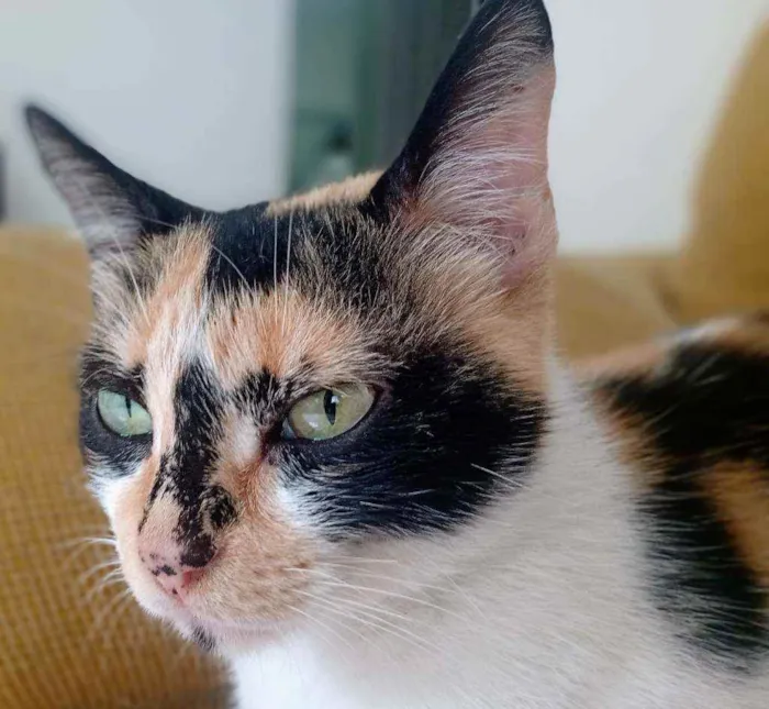 Gato raça Rnd idade 2 a 6 meses nome Anitta