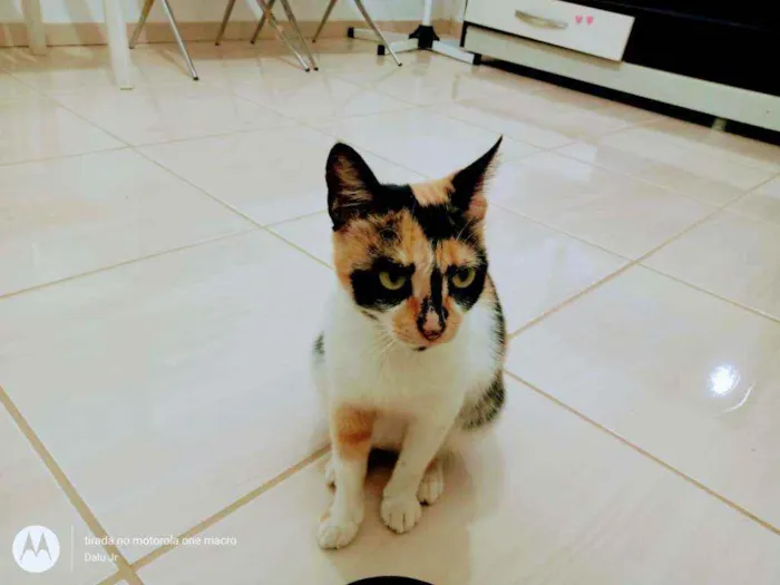 Gato raça Rnd idade 2 a 6 meses nome Anitta