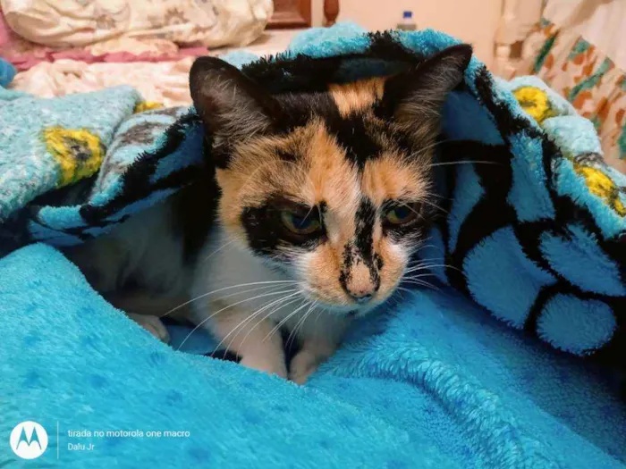 Gato raça Rnd idade 2 a 6 meses nome Anitta