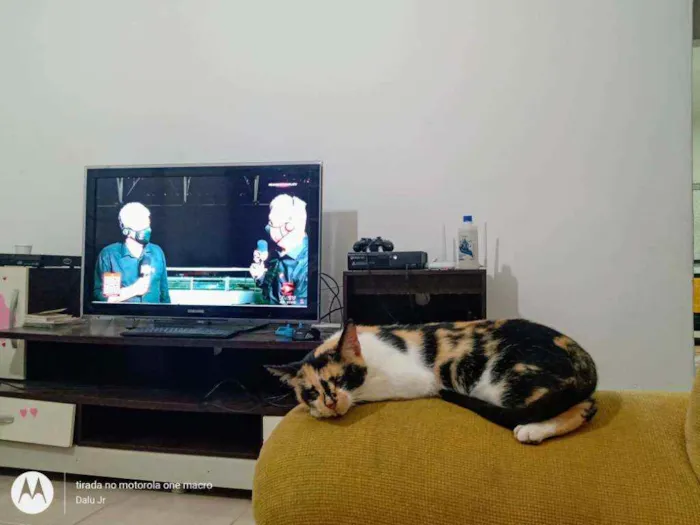 Gato raça Rnd idade 2 a 6 meses nome Anitta