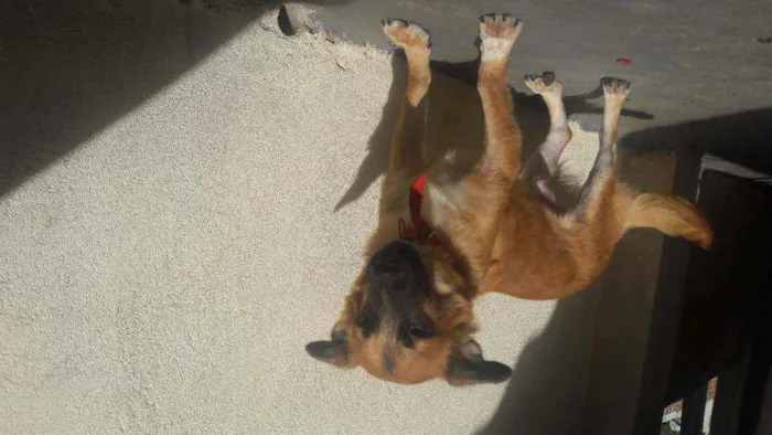 Cachorro raça  idade 7 a 11 meses nome Maikom