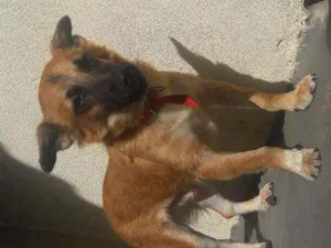 Cachorro raça  idade 7 a 11 meses nome Maikom