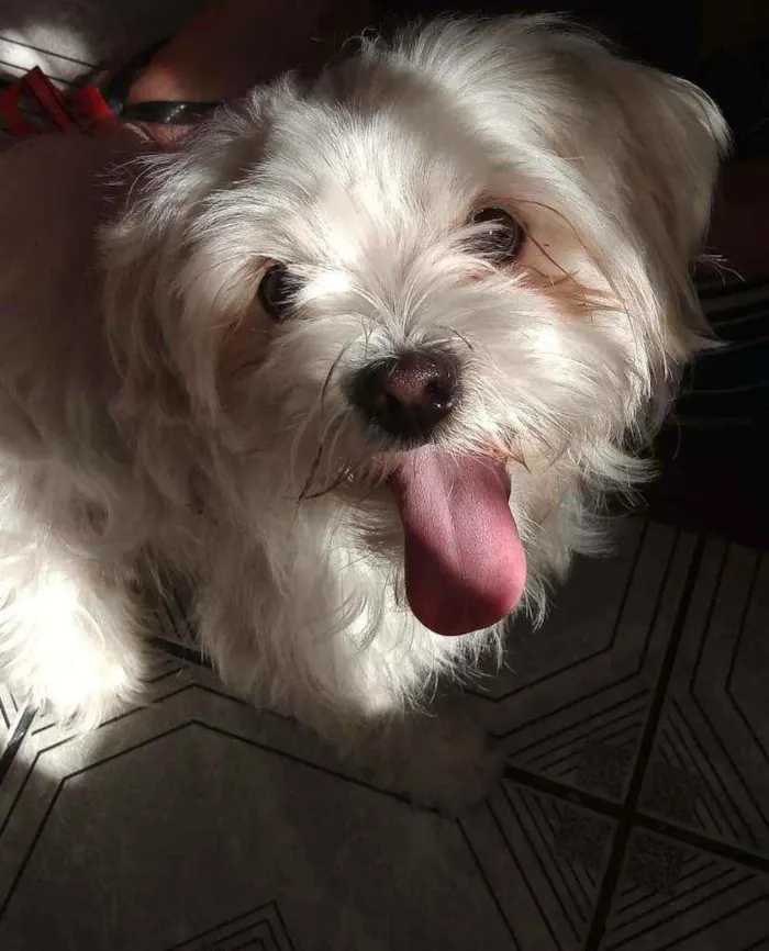Cachorro ra a Maltes idade 3 anos nome Nina