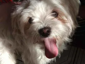 Cachorro raça Maltes idade 3 anos nome Nina