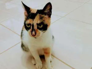 Gato raça Rnd idade 2 a 6 meses nome Anitta