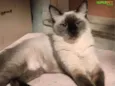 Clara