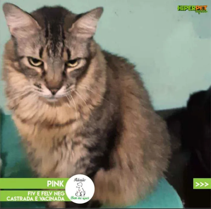 Gato ra a Srd idade 3 anos nome Pink
