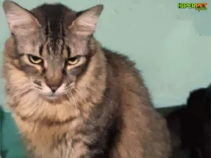 Gato raça Srd idade 3 anos nome Pink