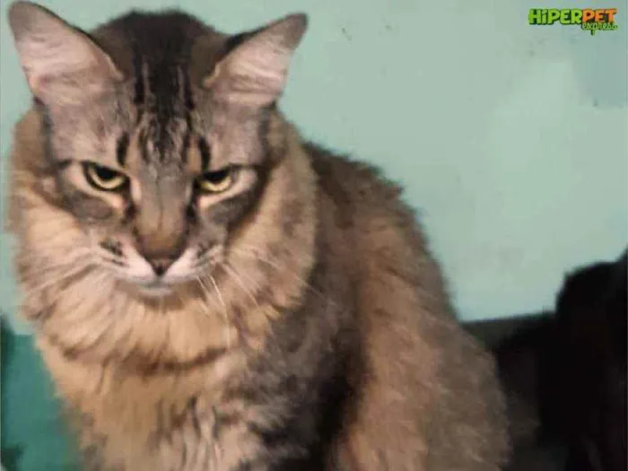 Gato ra a Srd idade 3 anos nome Pink