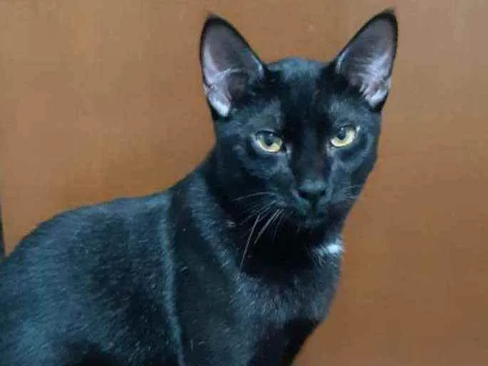 Gato raça Srd idade 7 a 11 meses nome Matheus