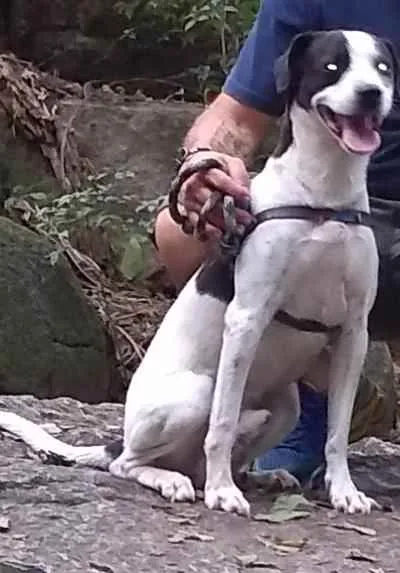 Cachorro ra a sem raça definida idade 4 anos nome THOR