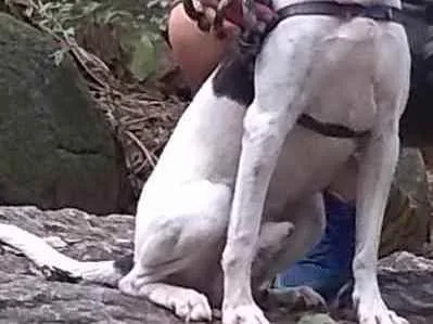 Cachorro ra a sem raça definida idade 4 anos nome THOR