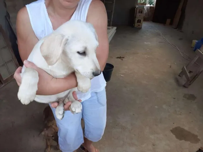 Cachorro ra a srd idade 2 a 6 meses nome Paco