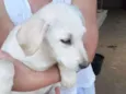 Paco