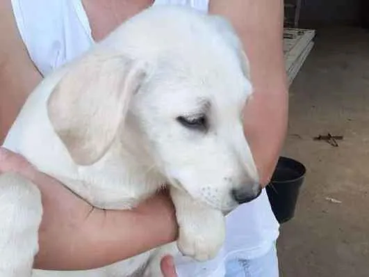 Cachorro ra a srd idade 2 a 6 meses nome Paco