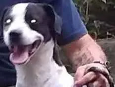 Cachorro raça sem raça definida idade 4 anos nome THOR