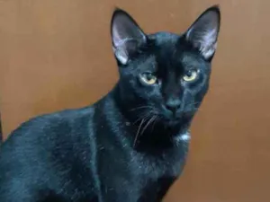 Gato raça Srd idade 7 a 11 meses nome Matheus