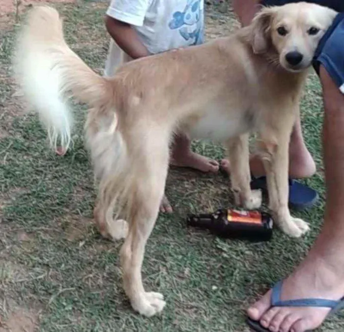 Cachorro ra a  idade 1 ano nome Luki