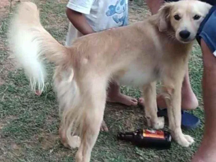 Cachorro ra a  idade 1 ano nome Luki