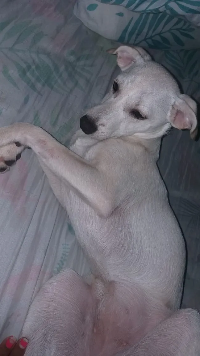 Cachorro ra a Pincter idade 7 a 11 meses nome Mel