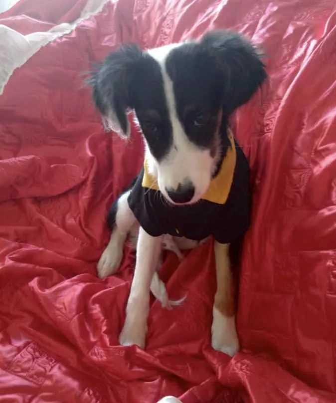 Cachorro ra a SRD idade 2 a 6 meses nome Artur 