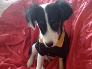Cachorro raça SRD idade 2 a 6 meses nome Artur 