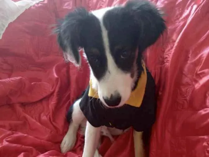 Cachorro ra a SRD idade 2 a 6 meses nome Artur 