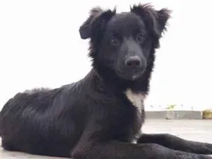 Cachorro raça SRD idade 2 anos nome Guto