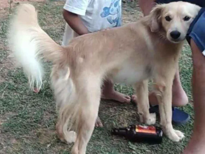 Cachorro ra a  idade 1 ano nome Luki