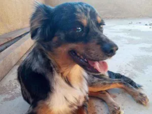 Cachorro raça SRD idade 1 ano nome Duke