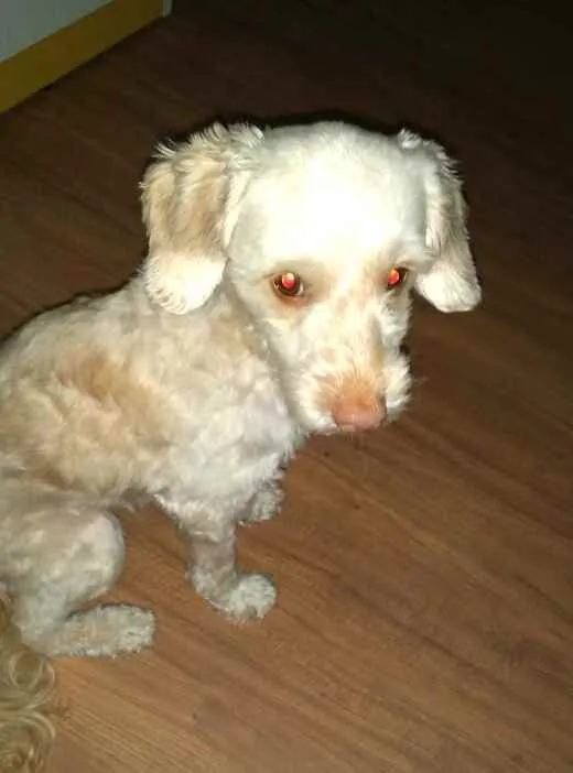 Cachorro ra a Poodle  idade 5 anos nome Nina Mel