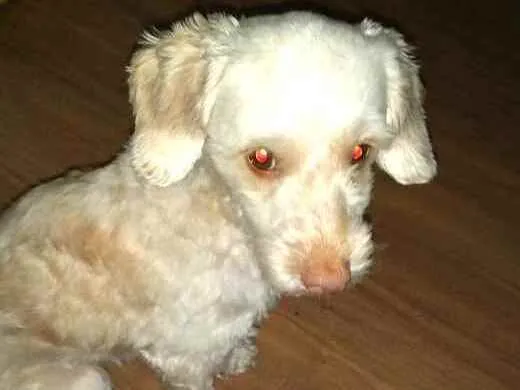 Cachorro ra a Poodle  idade 5 anos nome Nina Mel