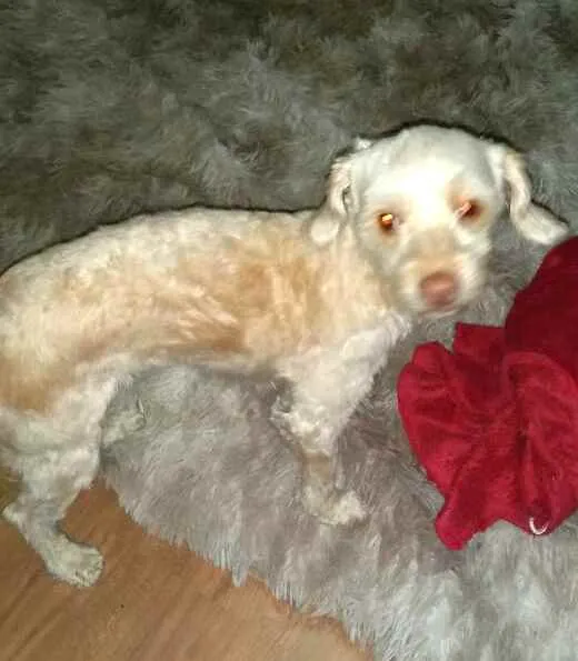 Cachorro ra a Poodle  idade 5 anos nome Nina Mel