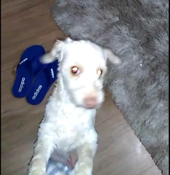 Cachorro ra a Poodle  idade 5 anos nome Nina Mel