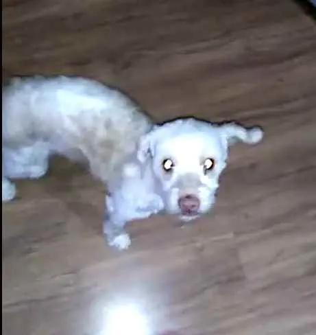 Cachorro ra a Poodle  idade 5 anos nome Nina Mel