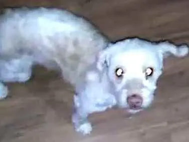 Cachorro ra a Poodle  idade 5 anos nome Nina Mel