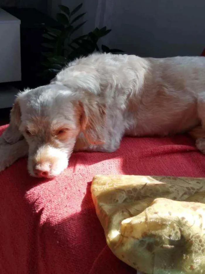 Cachorro ra a Poodle  idade 5 anos nome Nina Mel