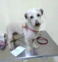 Xuxa