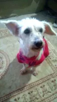 Xuxa
