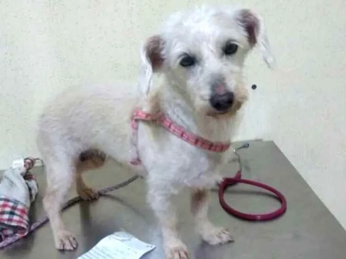 Cachorro ra a  idade 2 anos nome Xuxa 