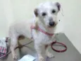 Xuxa