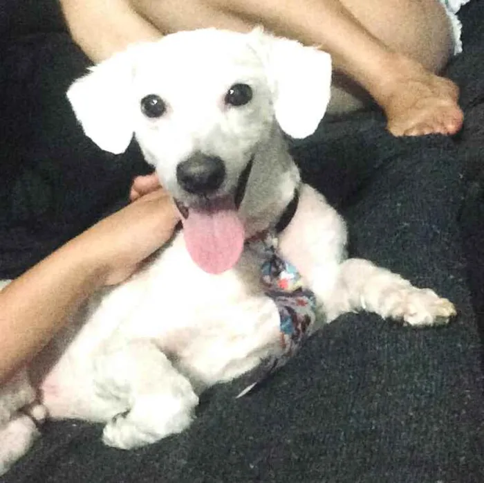 Cachorro ra a Poodle  idade 2 anos nome Bob 