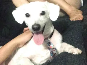 Cachorro raça Poodle  idade 2 anos nome Bob 