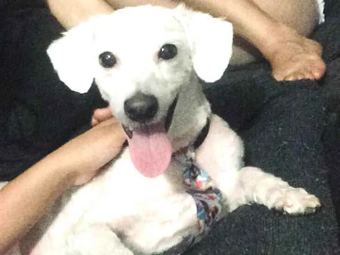 Cachorro ra a Poodle  idade 2 anos nome Bob 