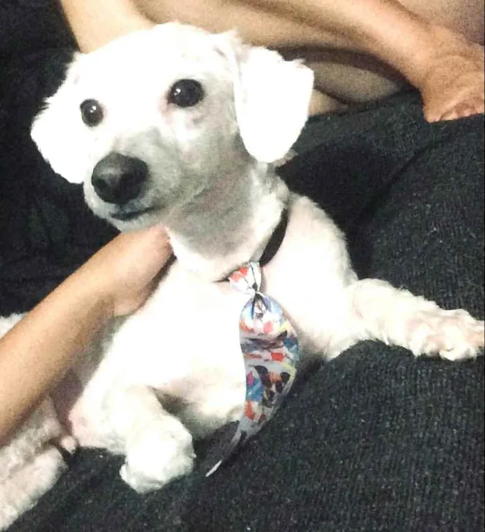 Cachorro ra a Poodle  idade 2 anos nome Bob 