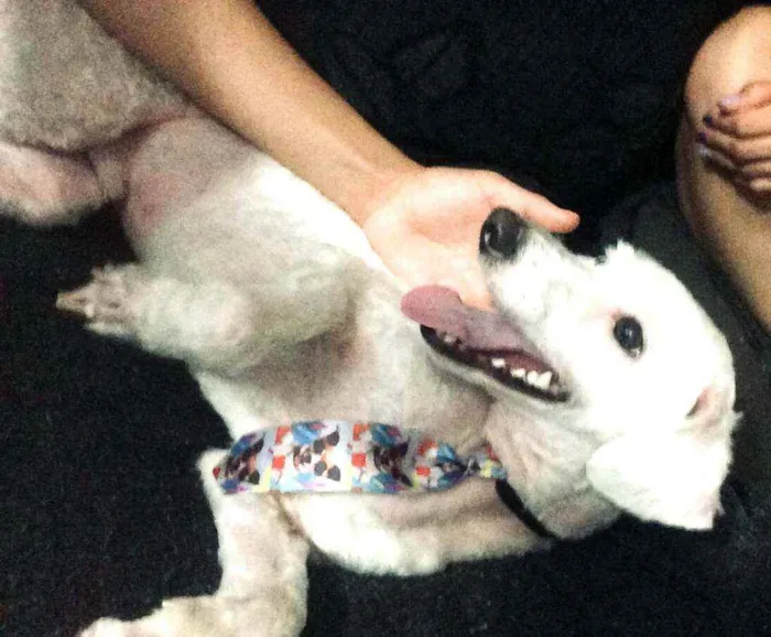 Cachorro ra a Poodle  idade 2 anos nome Bob 