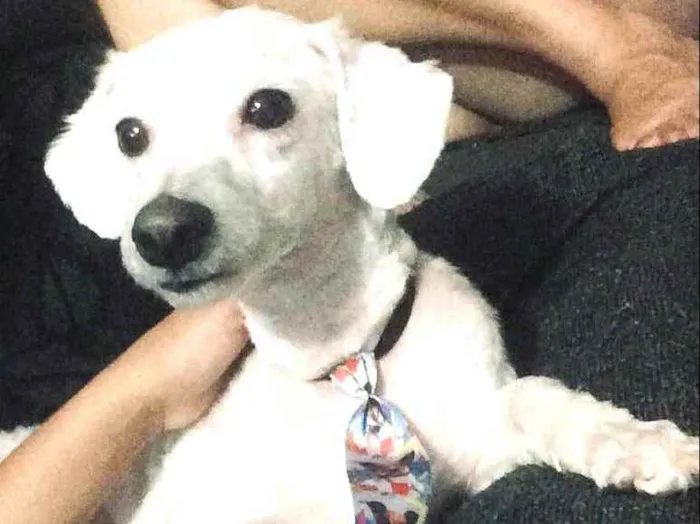 Cachorro ra a Poodle  idade 2 anos nome Bob 