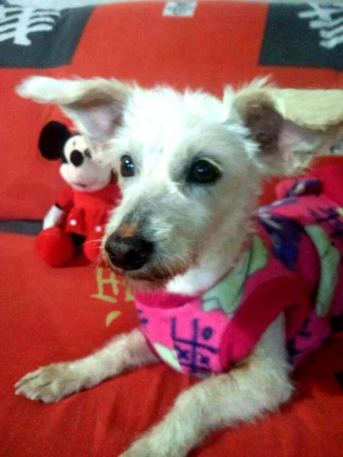 Cachorro ra a  idade 2 anos nome Xuxa 