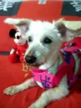 Xuxa